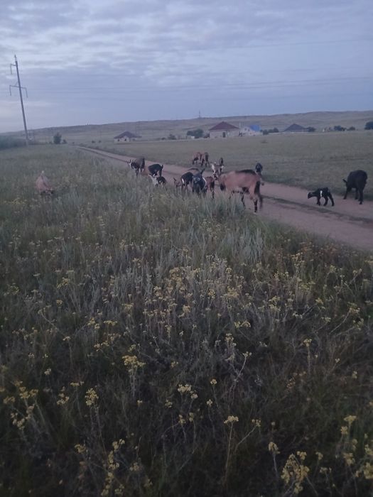 Альпийский Ешкілер сатылады