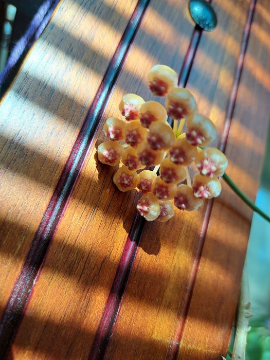 Хоя-восъчно цвете,различни видове