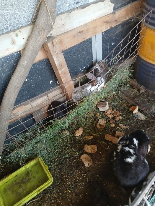 Iepuri de vinzare de la 100 de lei buc,pretul difera in functie de rasa si virsta