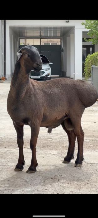 Qoʻy qoʻchqor qassob hizmati qurbonlika