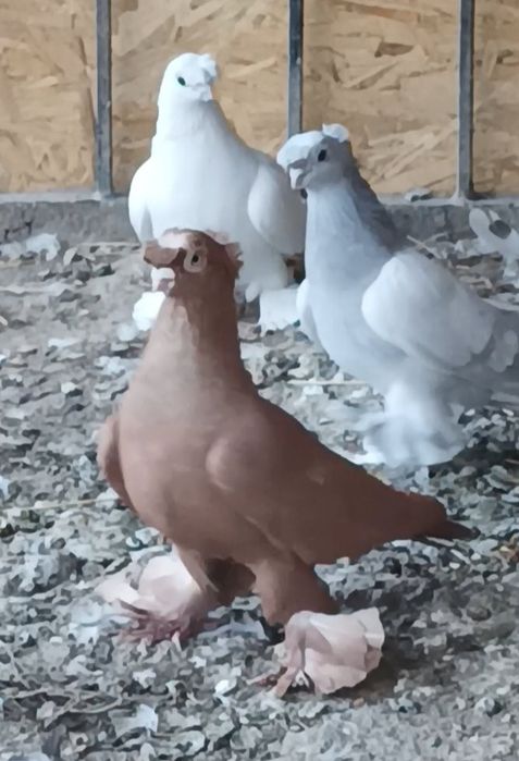 Продается голуби