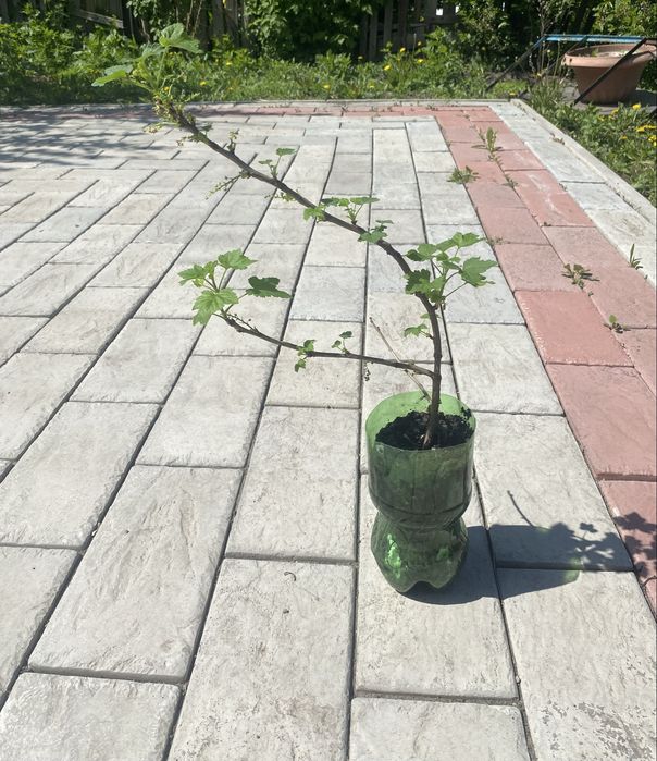 Продам куст красной смородины
