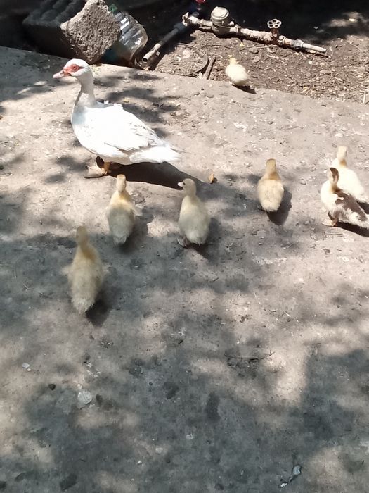Vând pui de rata muta
