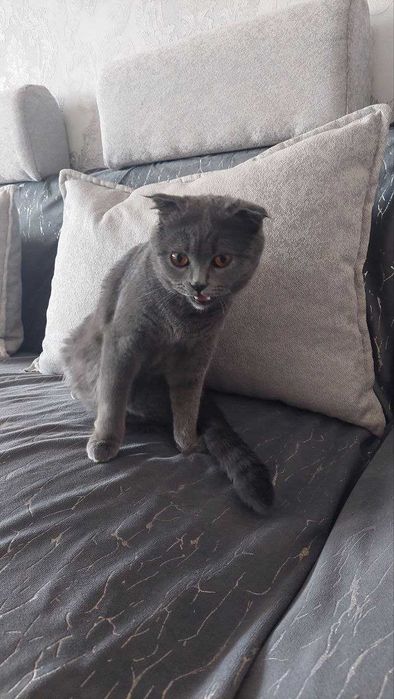 Продается пародистая кошка, мать и дочка