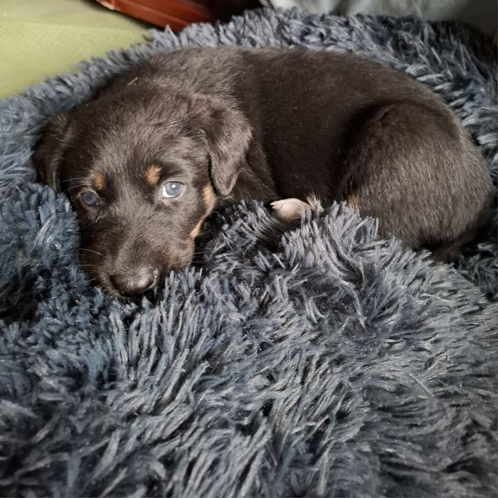 Donez catei mama doberman tata metis