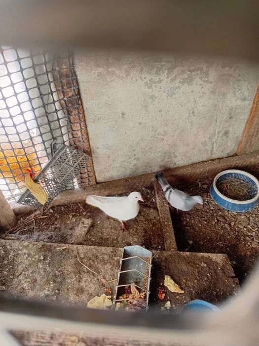 Продаются  голуби