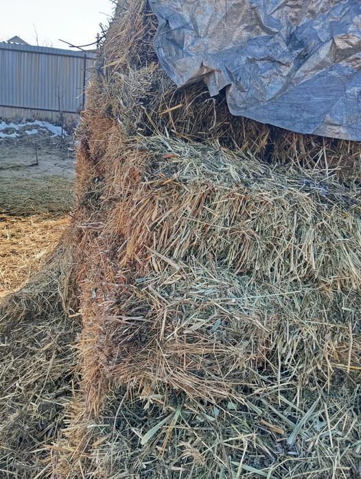 Зеленотравие камыш