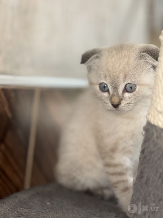 Shotlandskiy scottish fold