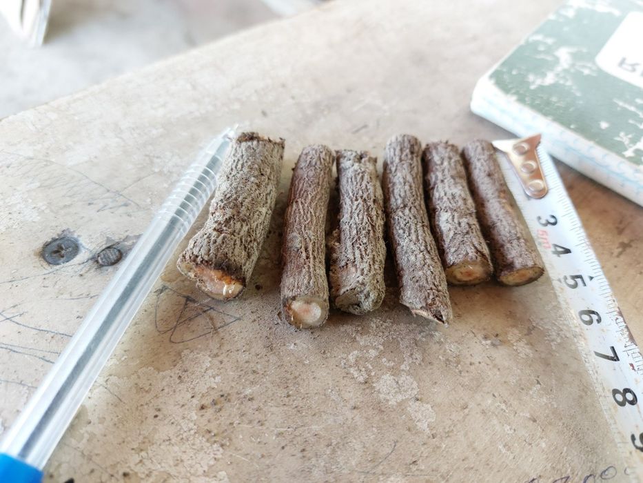 Павловния илдиз каламчалари сотилади