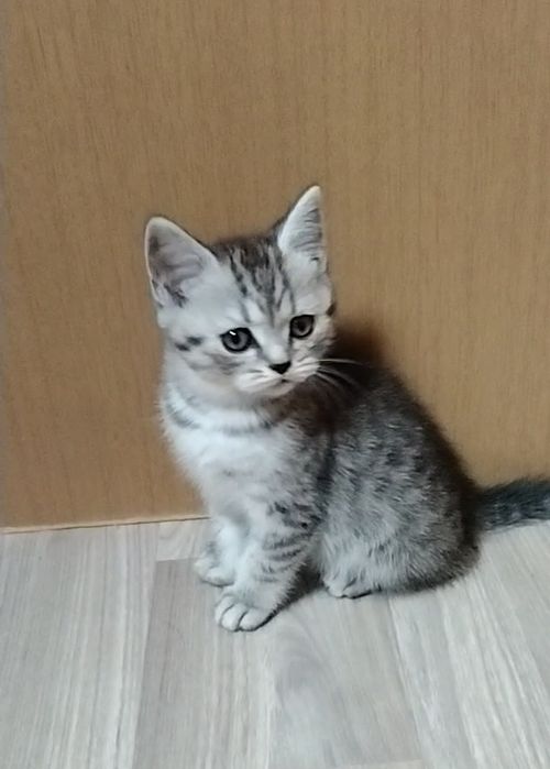 Шотландский котик.