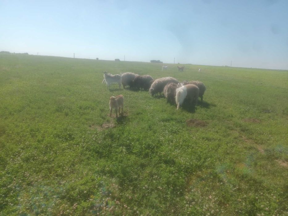 Vând  4 oi, 5 capre, 1 berbec și 5 iezi pret avantajos