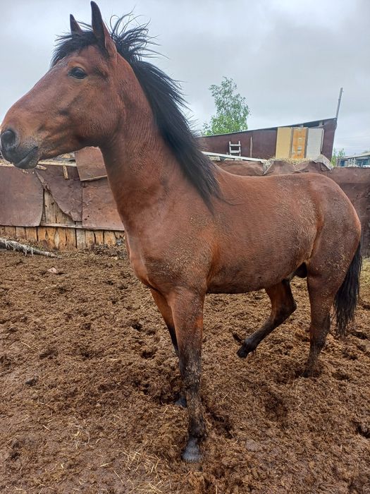 Продам лошадей жеребцы 3 летки