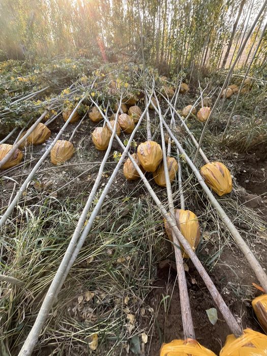 Жеміс жидек,сәндік ағаштар,шыршалар.