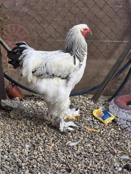 Cocos Brahma herminat deschis