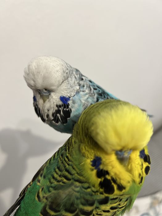 Perusi standard …..