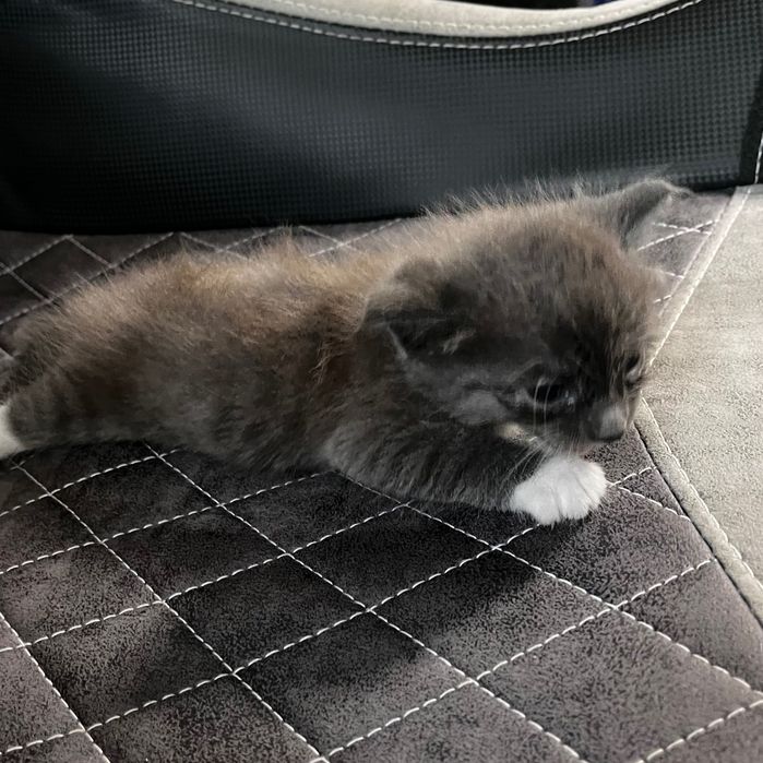вислоухие котята