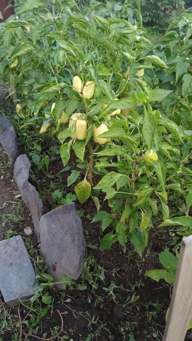 Срочно продам зимнюю дачу в городе