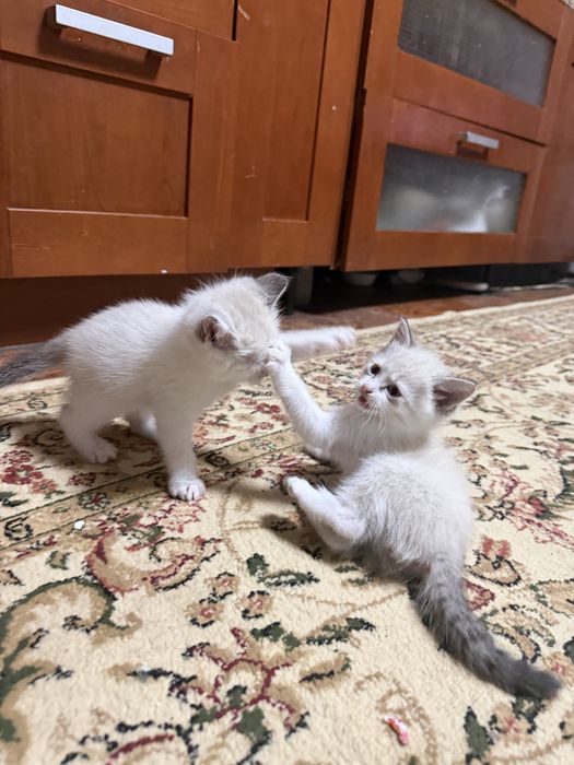 Котята добрые красивые ловят мышей