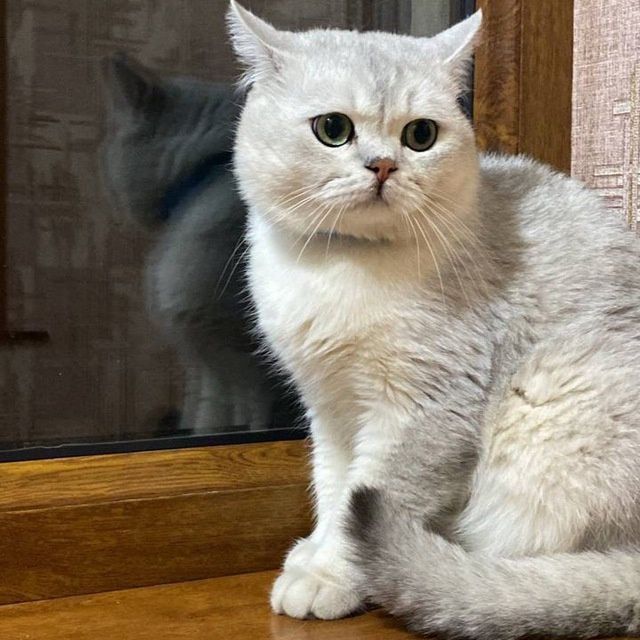 Чистокровная британка золотая шиншилла