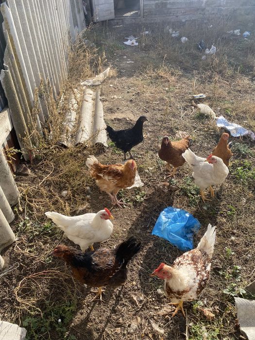 Продам Курей или обмен