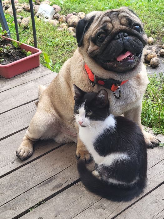 Продаются щенки мопса