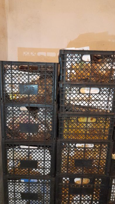 Калифорниялық қызыл құрты.