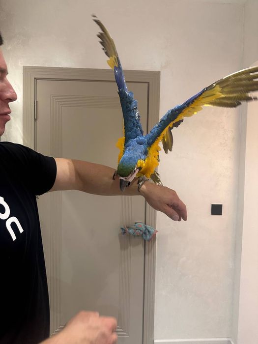 Продается Попугай Ара