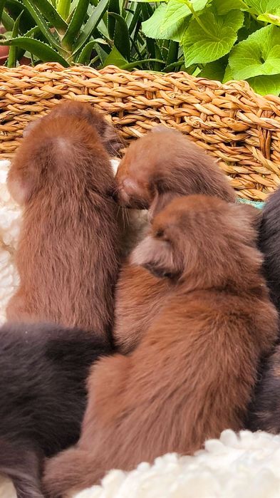 Ориентальные и Сиамы  - МАЛЬЧИКИ и ДЕВОЧКИ