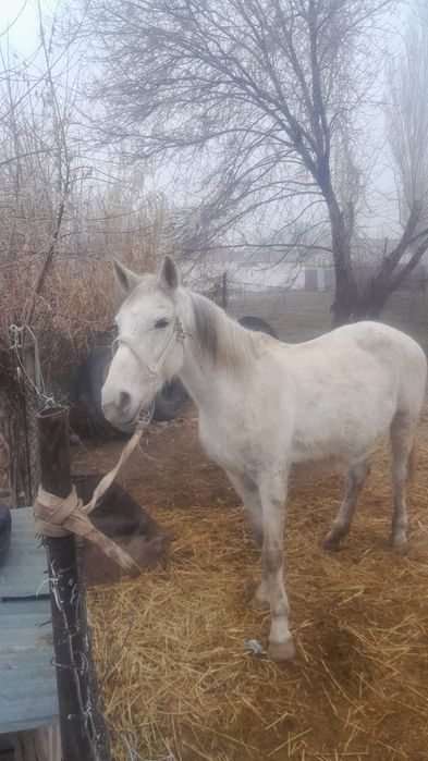 Буаз бие сатылады