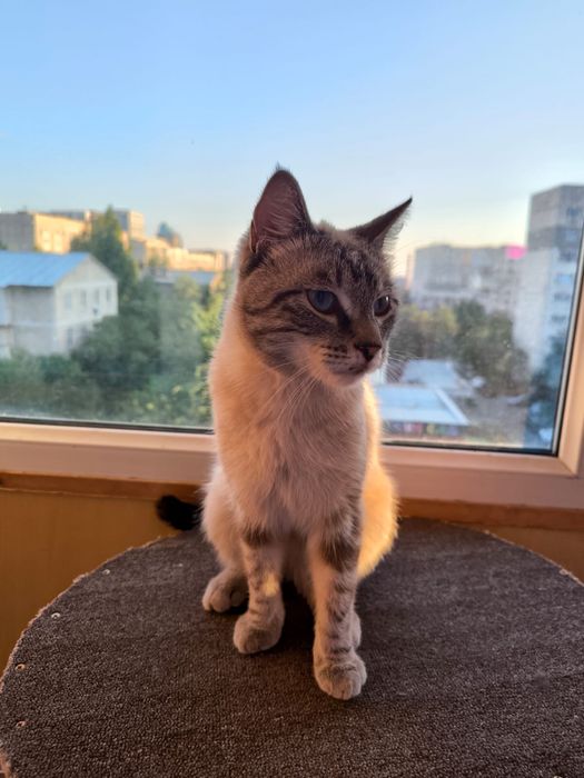 Котик в хорошие руки
