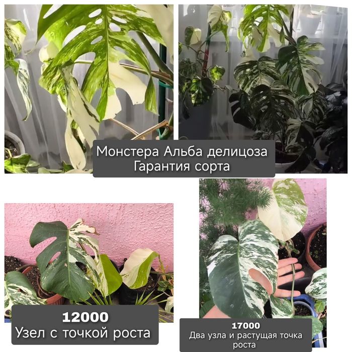 Комнатные растения редкие