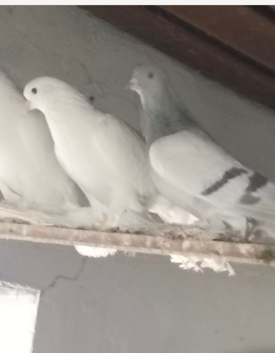 Голуби С/К персы