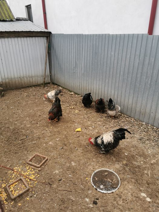 Vând rațe și cocoși