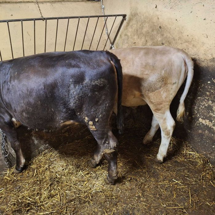 De vânzare viței de 300 kg