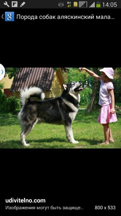 Дрессировка, хендлинг