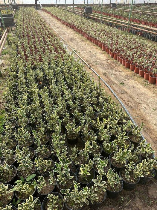 Брисклет аура, браво, гринспринс. Лисидум Euonymus Green Spire 3 L.