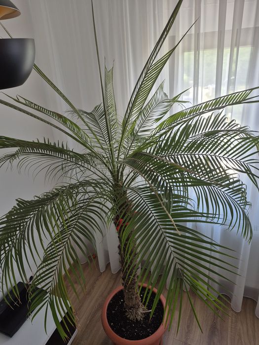 Palmieri Phoenix