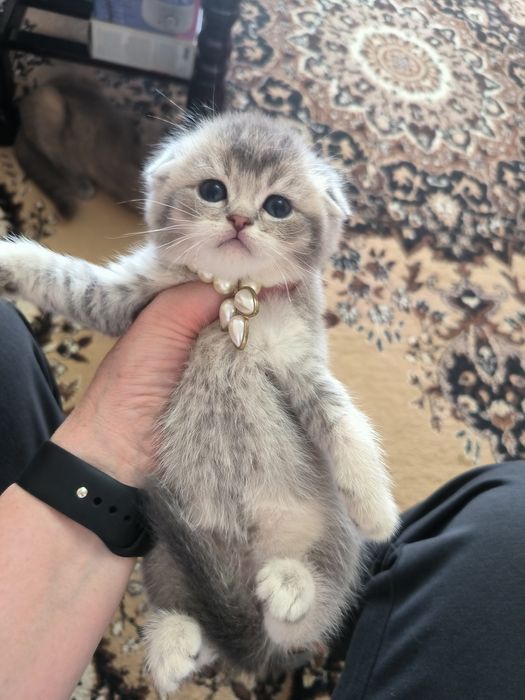Котята от правильной вязки