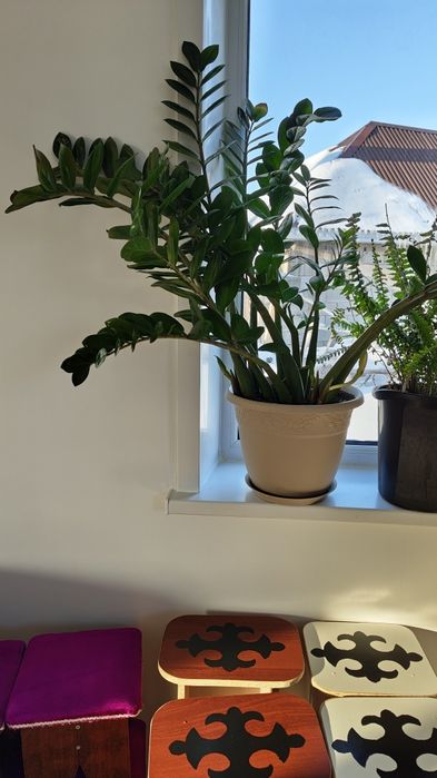 Продаю домашние цветы