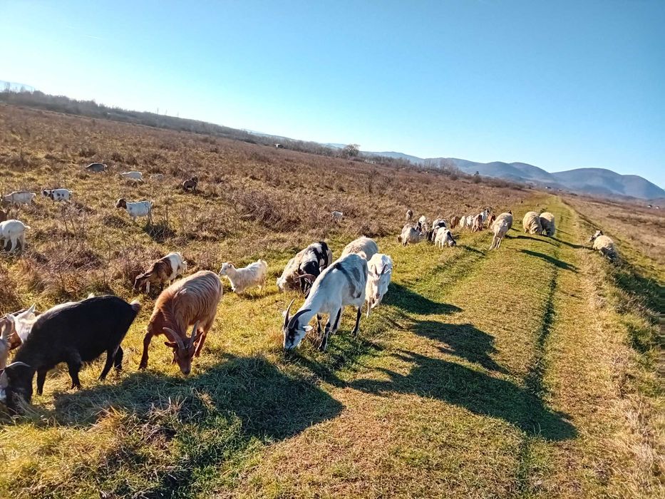 Brânză de capră / caș / urdă