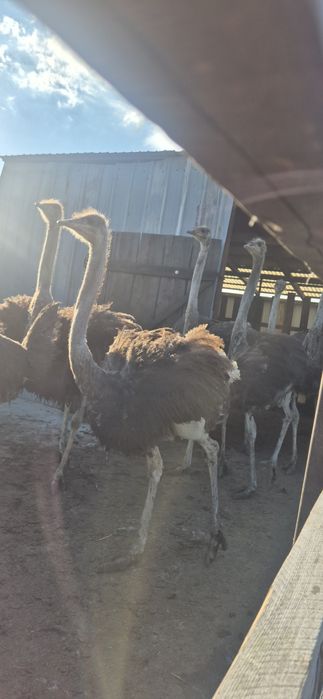 Pui de struți africani!
