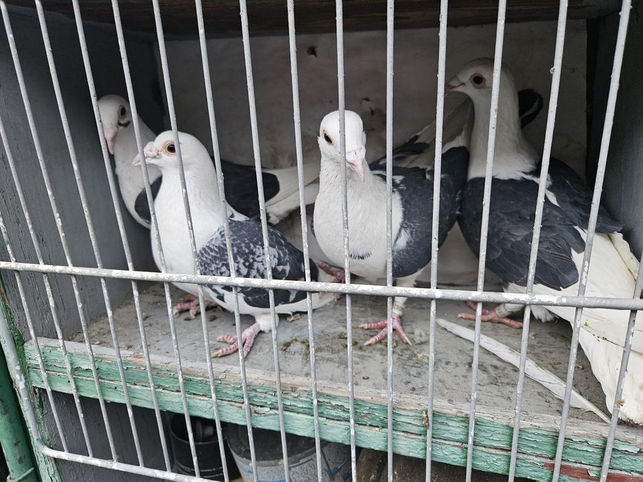 Vand porumbei voiajori capaciti pe negru vanat si tigrat
