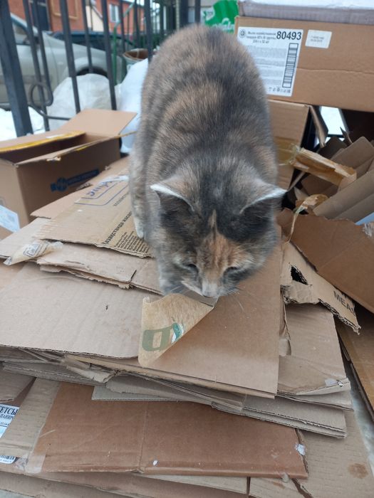 Отдам кошка в добрые руки