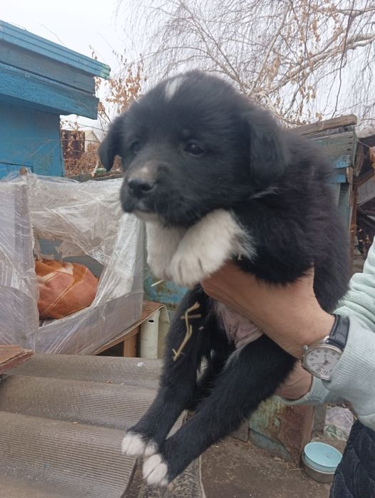 Хотят найти дом и добрых хозяев