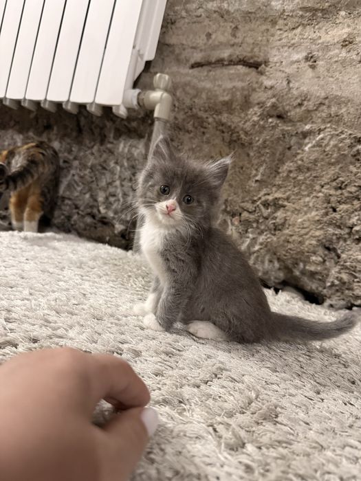 Отдам в хорошие руки