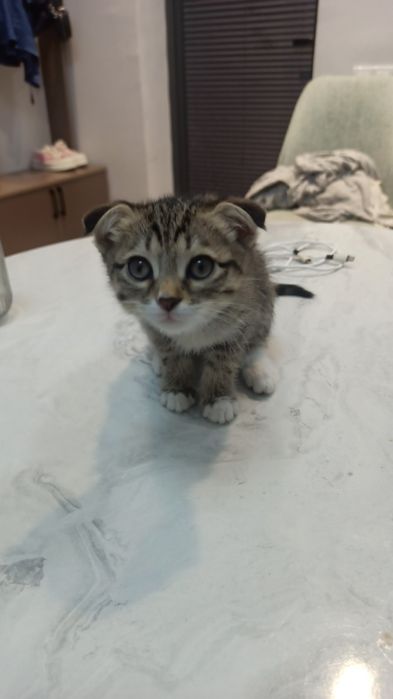 Котенок скотиш фолд