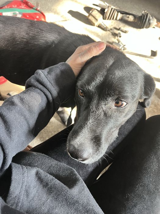 Подарява се женско куче