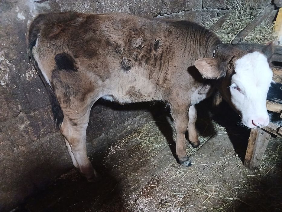 Animale jurincă de 1 an și o vitică de 8 săptămâni  mai multe detalii la nr de telefon