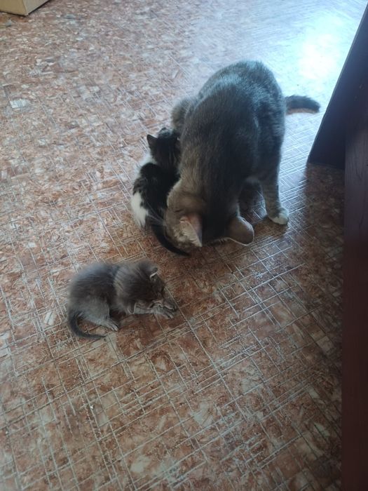 Отдам котят в добрые руки