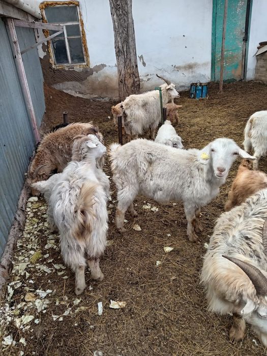 Продам коз и баран